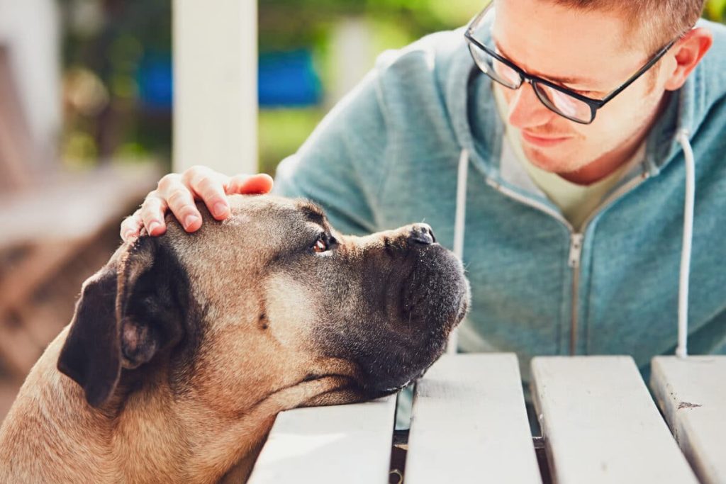 Supporting a Grieving Friend After the Loss of a Pet